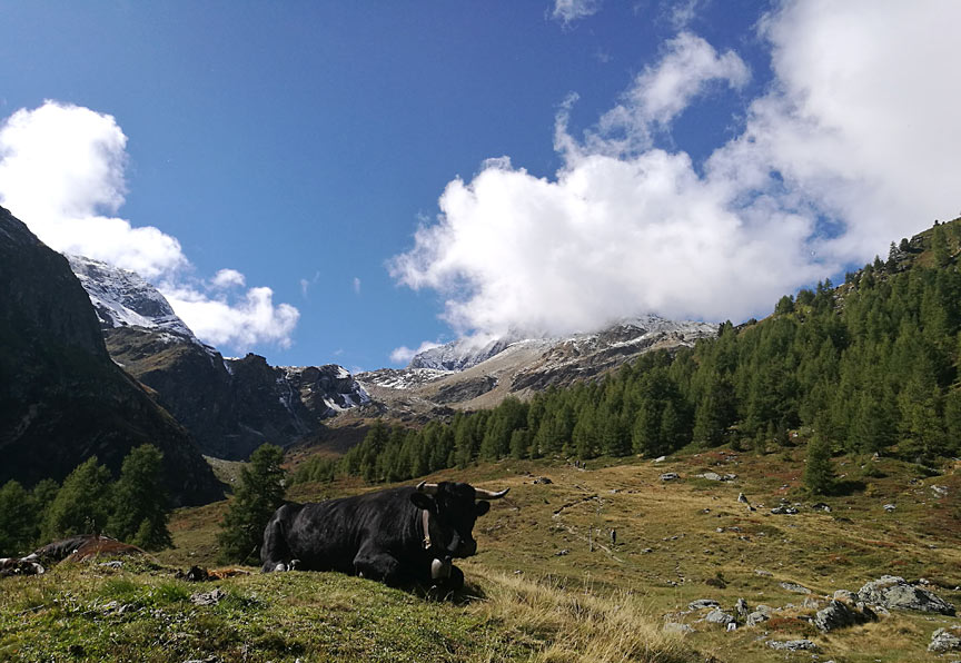 Vache Val d'Herens