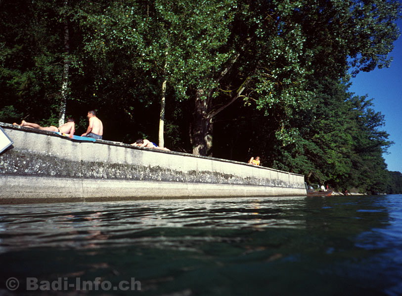 Rheinschwimmen Dachsen