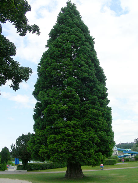 Mammutbaum Freibad Zofingen